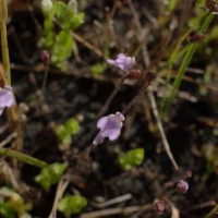 Utricularia hirta Klein ex Link